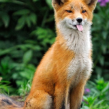 fox_blep_4k_portraitc6d5bb258ab13f15