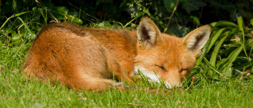 fox_sleep_3840x1600_landscape90df83a8093ba4df.jpg