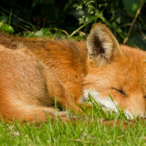 fox_sleep_3840x1600_landscape90df83a8093ba4df
