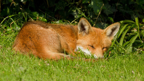 fox_sleep_4k_landscape94fc4bf37f9b845b.jpg