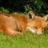 fox_sleep_4k_landscape94fc4bf37f9b845b