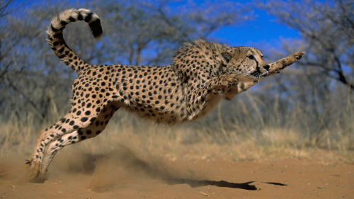gepard_cheetan17d94fe56964912f69679dbce24c4dbf7dcdd4d.png