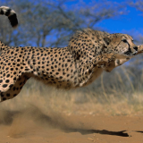 gepard_cheetan17d94fe56964912f69679dbce24c4dbf7dcdd4d
