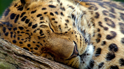 http---hitwallpaper.com-wp-content-uploads-2013-07-30_Beautiful_Animal_of_the_World_HD_Wallpapers__SET_1-20.jpg_inactive-leopard-1920x1080254f0dddd2d325a7406bfbcdf16030c61e506.png