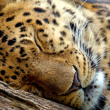 http---hitwallpaper.com-wp-content-uploads-2013-07-30_Beautiful_Animal_of_the_World_HD_Wallpapers__SET_1-20.jpg_inactive-leopard-1920x1080254f0dddd2d325a7406bfbcdf16030c61e506