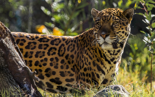 jaguar-the-big-cat-19-1920x1200caf43b22e5d21219e97dda0d87c11480.png
