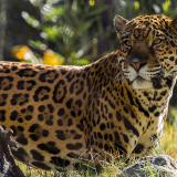 jaguar-the-big-cat-19-1920x1200caf43b22e5d21219e97dda0d87c11480