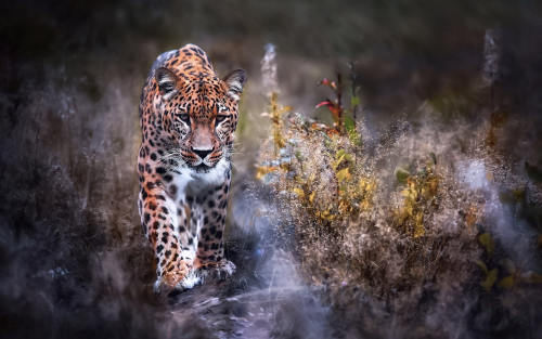leopard-big-cat-i6-1920x12009fb4104c9fd0a514ff26ebc53e70fc74.png