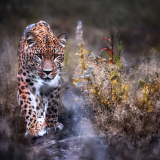 leopard-big-cat-i6-1920x12009fb4104c9fd0a514ff26ebc53e70fc74