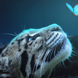 leopard-butterfly-connection-5k-2k-1920x12006baa97a973d53b19f52bed14164e345a