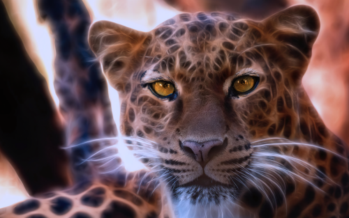 leopard-crystal-glowing-4k-d7-1920x1200805decc165612f080258e5b3153dc580.png