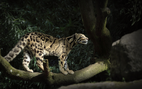 leopard-silent-walk-5k-46-1920x1200d15765a637b5a8e1943e9ac26cda44d6.png