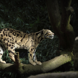 leopard-silent-walk-5k-46-1920x1200d15765a637b5a8e1943e9ac26cda44d6