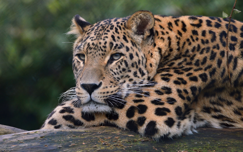 leopard-ultra-hd-4k-sh-1920x120089a652aa9e859d4ed313501a22e8524b.png