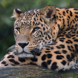 leopard-ultra-hd-4k-sh-1920x120089a652aa9e859d4ed313501a22e8524b