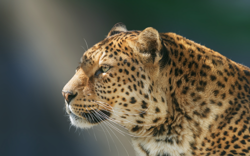 leopard-wild-animal-97-1920x120010fd48faa64378d4490293ea74dfd259.png
