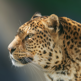leopard-wild-animal-97-1920x120010fd48faa64378d4490293ea74dfd259