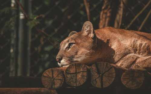 lion-resting-fv-1920x120044cd588a19250c47eea97d66f84e2633.png
