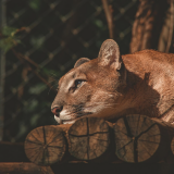 lion-resting-fv-1920x120044cd588a19250c47eea97d66f84e2633