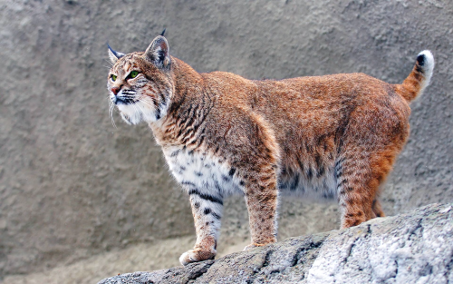 lynx-big-cat-lu-1920x12003b29b9ed64bd90168cfbae454d07a462.png
