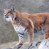 lynx-big-cat-lu-1920x12003b29b9ed64bd90168cfbae454d07a462