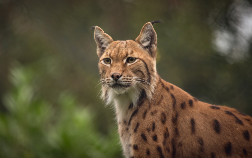 lynxes-4k-nj-1920x1200362da6fc8dc34db15bd4842f4e508381.png