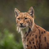 lynxes-4k-nj-1920x1200362da6fc8dc34db15bd4842f4e508381