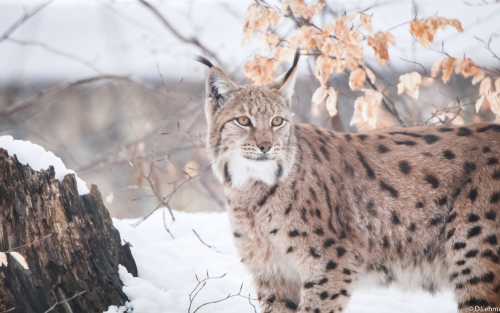 lynxes-5k-bu-1920x12003f40401df74d0d66888b2d9bbed78af6.png