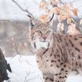 lynxes-5k-bu-1920x12003f40401df74d0d66888b2d9bbed78af6