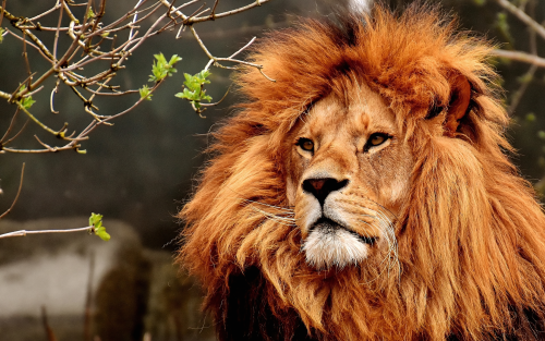 old-lion-of-1920x12006c3dfa1fa17d7615d1485849f20cd72c.png