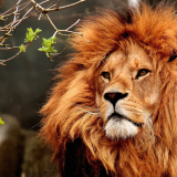 old-lion-of-1920x12006c3dfa1fa17d7615d1485849f20cd72c