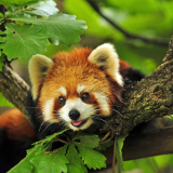 red-panda-543b84f4190ddeb32bed826ea3a48436e2d235ec05cd7824d