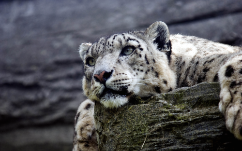 snow-leopard-hd-1s-1920x12001c26e571bb14f44278568b0d482ad580.png