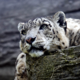 snow-leopard-hd-1s-1920x12001c26e571bb14f44278568b0d482ad580