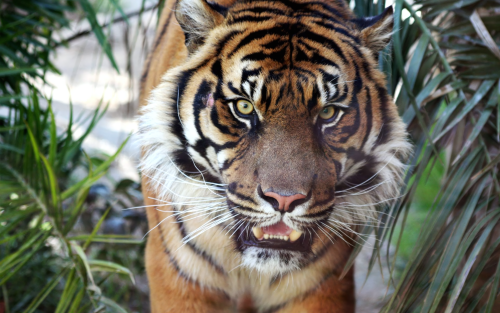 sumatran_tiger-1680-105092903e7d2f569ea5f84dea6e172d032819122.png