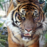 sumatran_tiger-1680-105092903e7d2f569ea5f84dea6e172d032819122