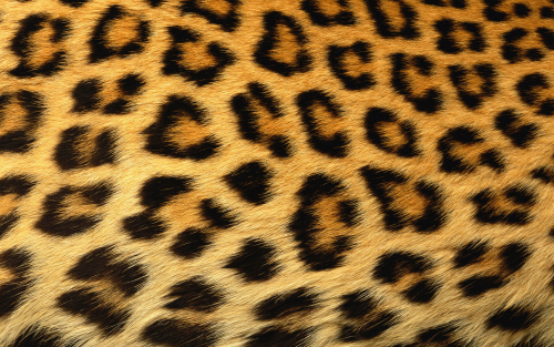 texture_demo_1151529406-cheetah2b6f14e505ed5dac1e2f48b5596c1a6e1cb42.png