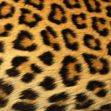 texture_demo_1151529406-cheetah2b6f14e505ed5dac1e2f48b5596c1a6e1cb42