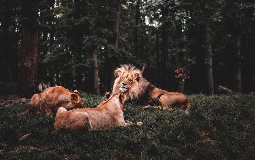 three-lions-lying-down-5k-cw-1920x1200186ea3c14259ad264606cb9188b7b5dc.png