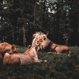 three-lions-lying-down-5k-cw-1920x1200186ea3c14259ad264606cb9188b7b5dc