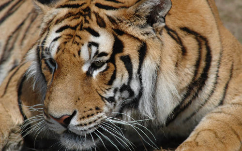 tiger-01-pictures-widescreen-wallpapers8f89756c68a3e0922a5af422ca7218b740573.png
