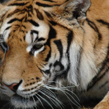 tiger-01-pictures-widescreen-wallpapers8f89756c68a3e0922a5af422ca7218b740573