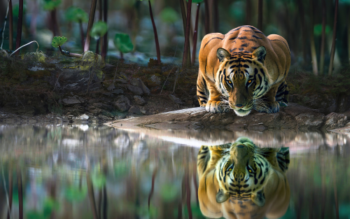 tiger-glowing-eyes-drinking-water-4k-hf-1920x1200a430fe28eb3ca6300599d093ed8f892a.png
