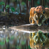 tiger-glowing-eyes-drinking-water-4k-hf-1920x1200a430fe28eb3ca6300599d093ed8f892a
