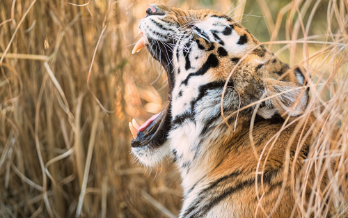 tiger-open-mouth-8k-lw-1920x12007eed5b2875004fd2cdfdc879ab03ed6e.png