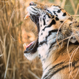 tiger-open-mouth-8k-lw-1920x12007eed5b2875004fd2cdfdc879ab03ed6e