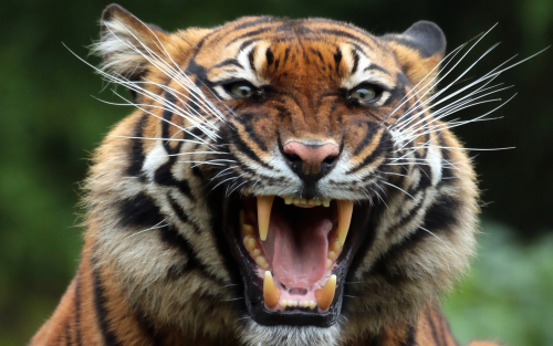 tiger-teeths-1920x1200909721301b486f43197f8c171640f6cd.png