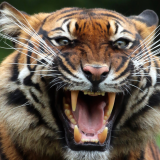 tiger-teeths-1920x1200909721301b486f43197f8c171640f6cd