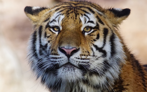 tiger-wild-animal-4k-oj-1920x1200ab5c99f7648ae353a97c05c4a32c75d9.png