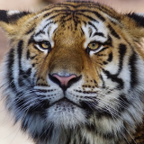 tiger-wild-animal-4k-oj-1920x1200ab5c99f7648ae353a97c05c4a32c75d9